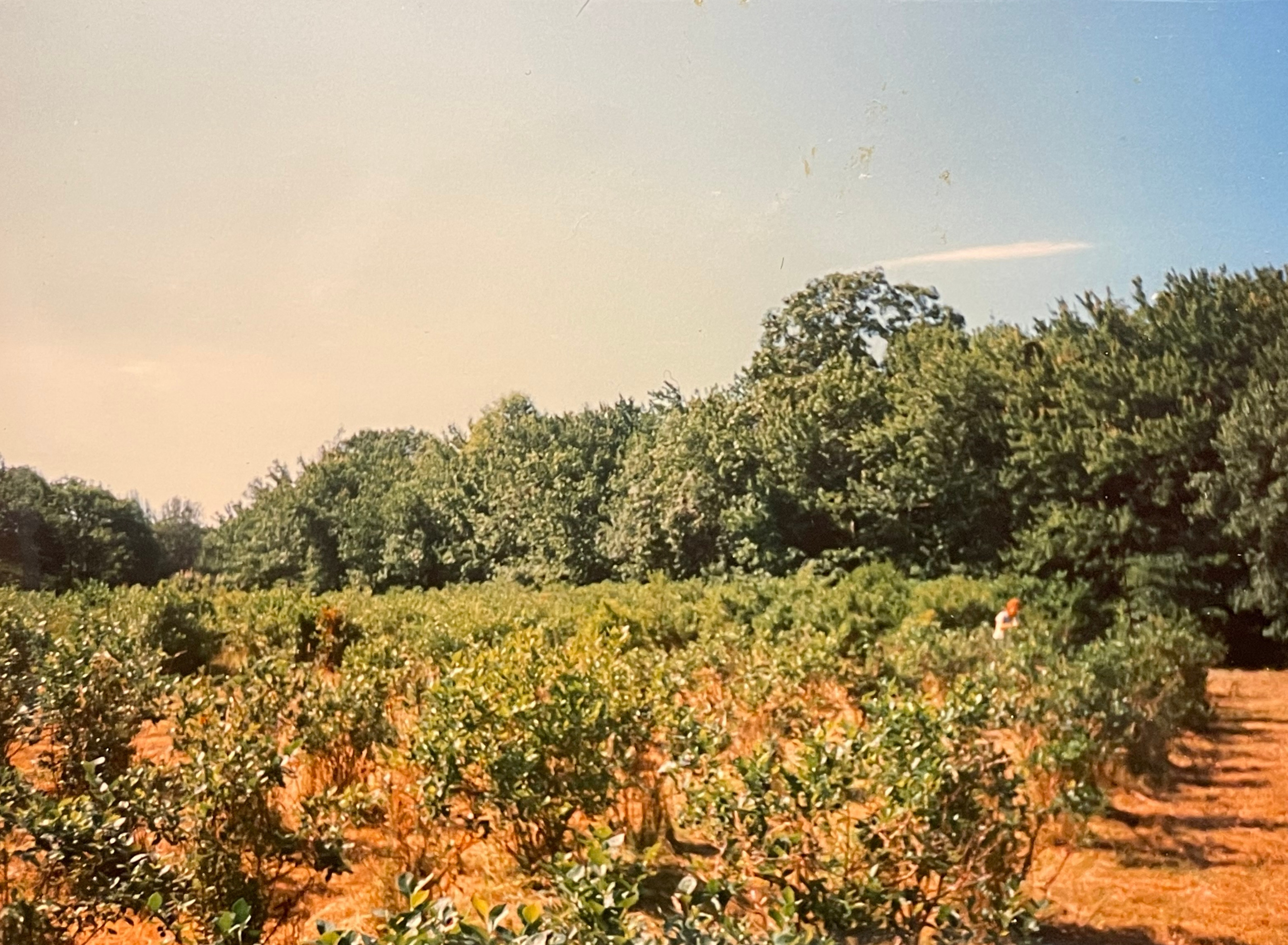 The blueberry farm in its working days